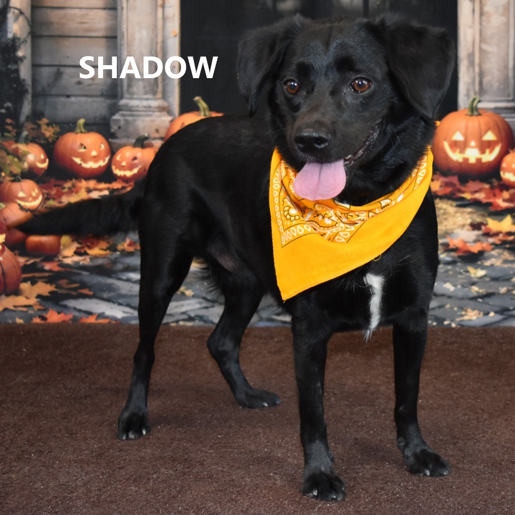 Shadow