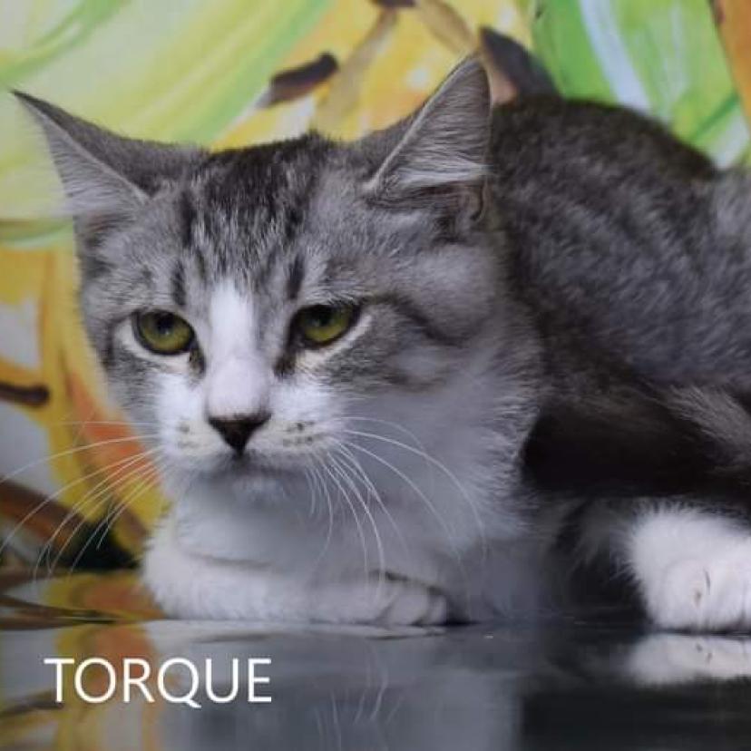 Torque