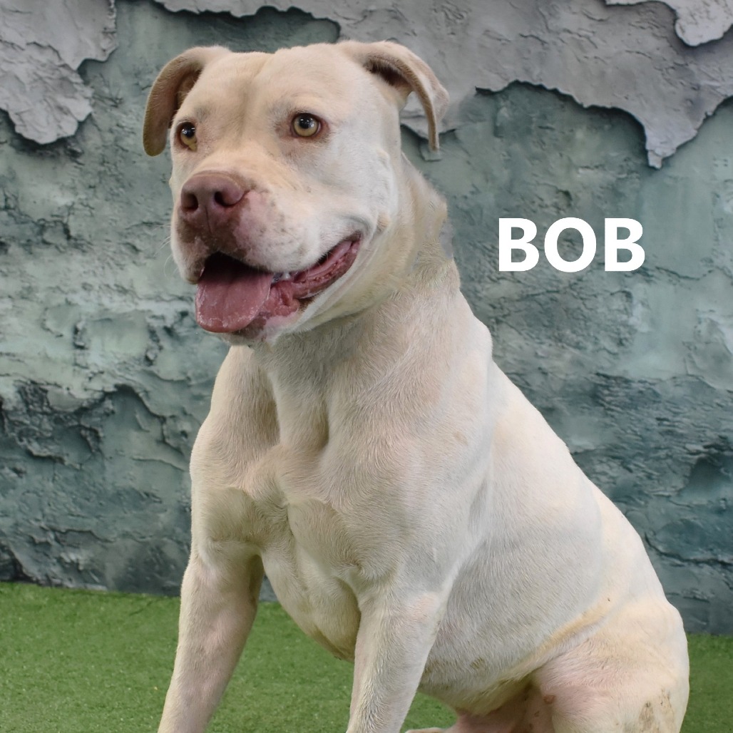 Bob