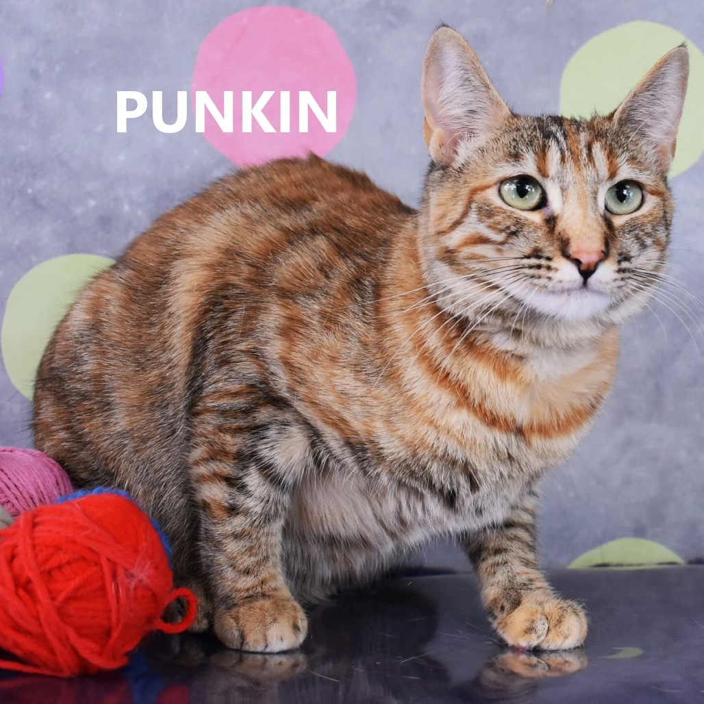 Punkin