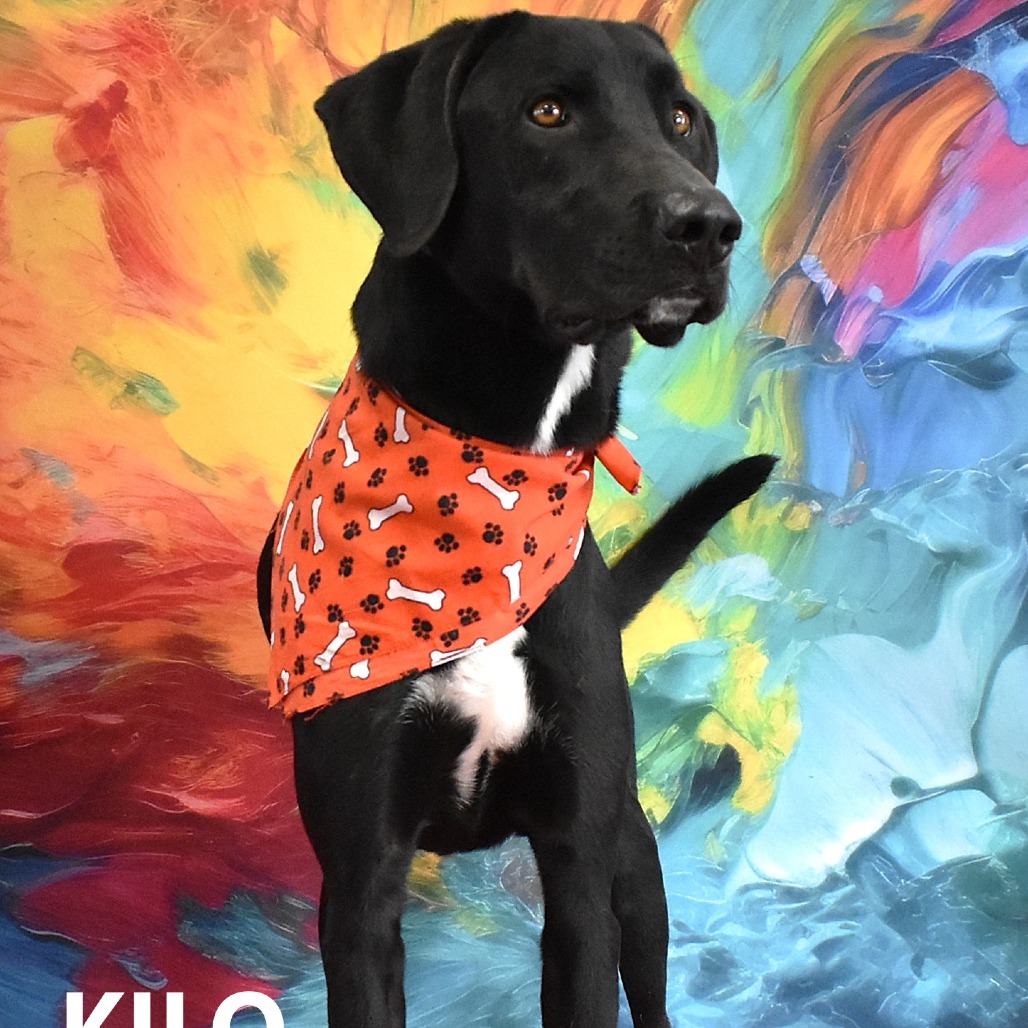 Kilo