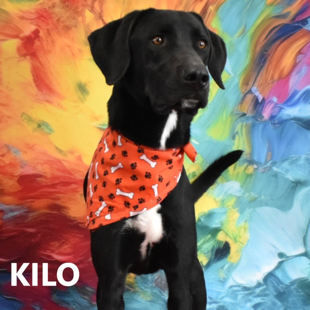 Kilo