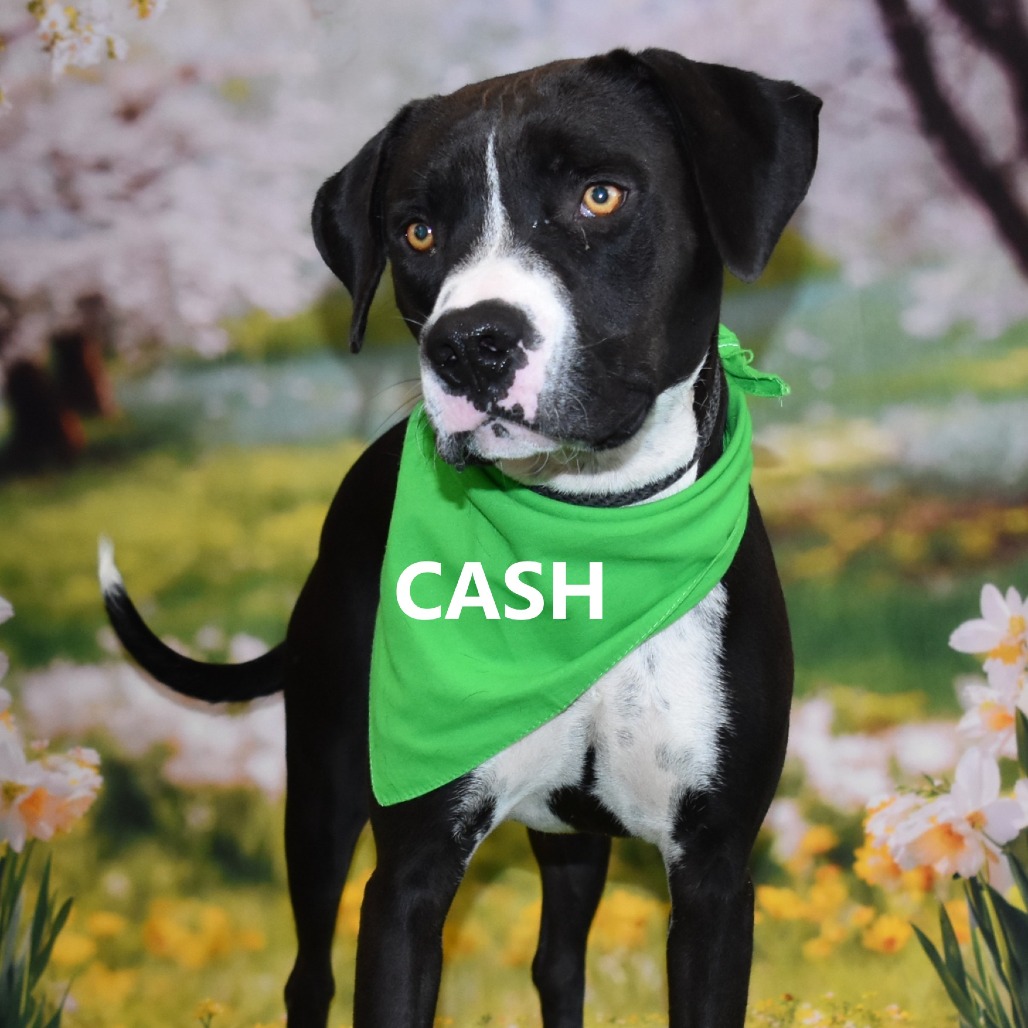 Cash