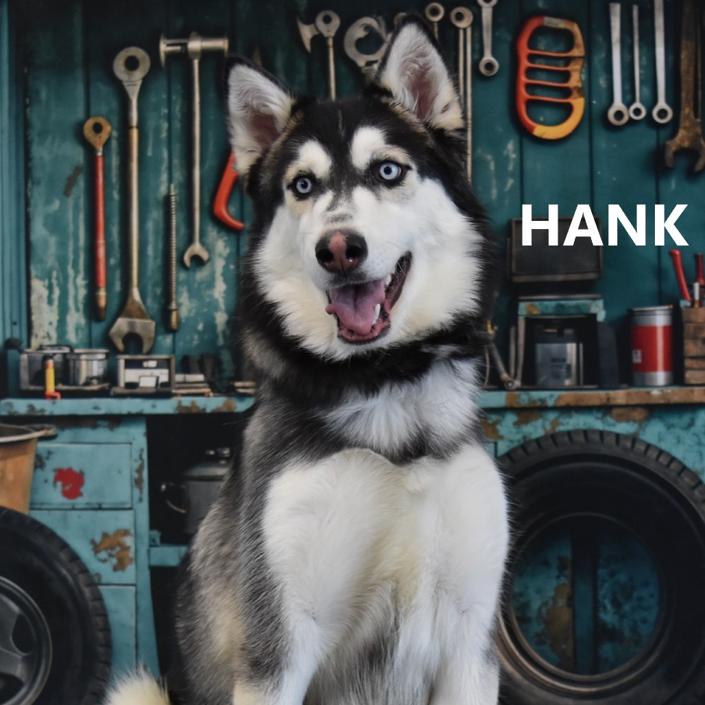 Hank