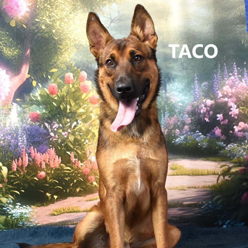 Taco