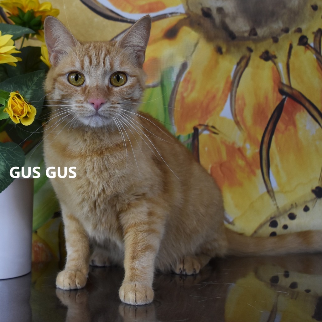 Gus Gus
