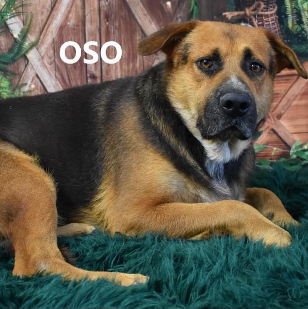 Oso