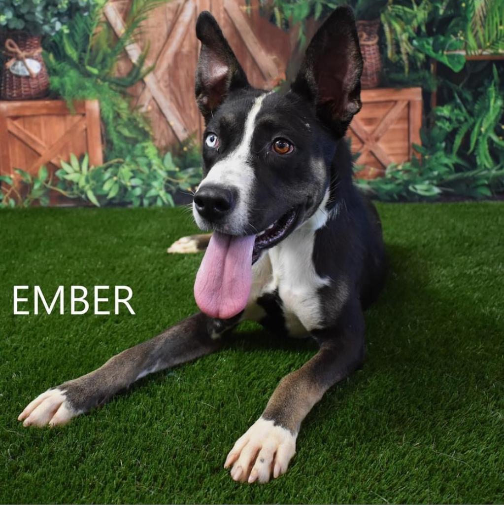 Ember