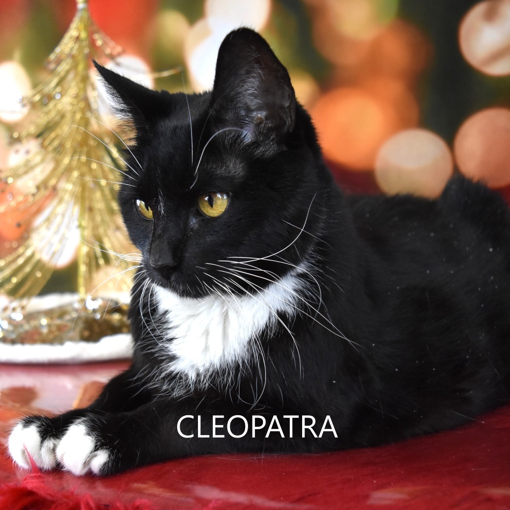 Cleopatra