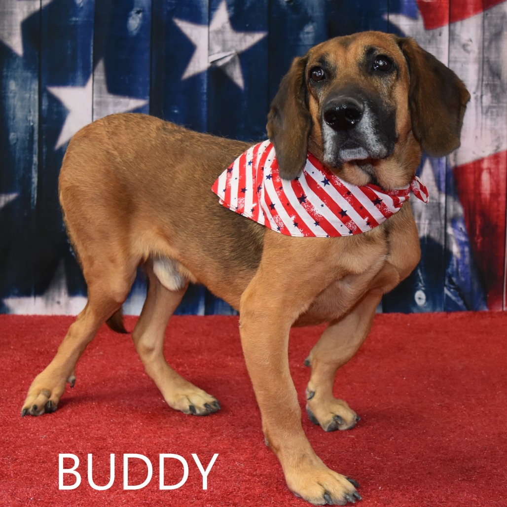 Buddy