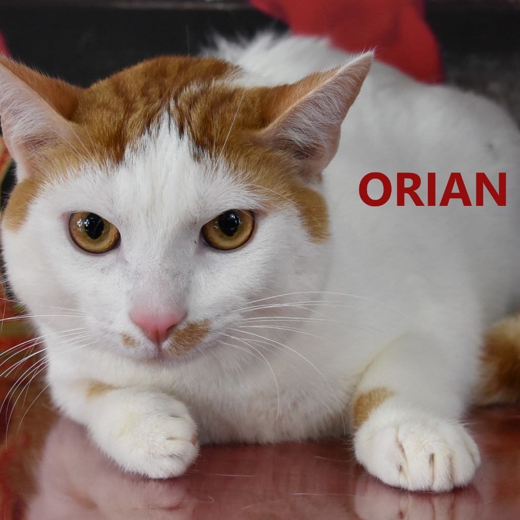 Orian