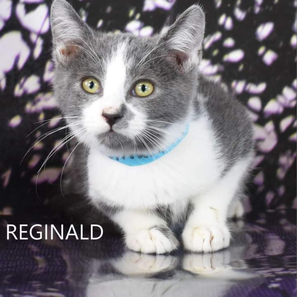 Reginald