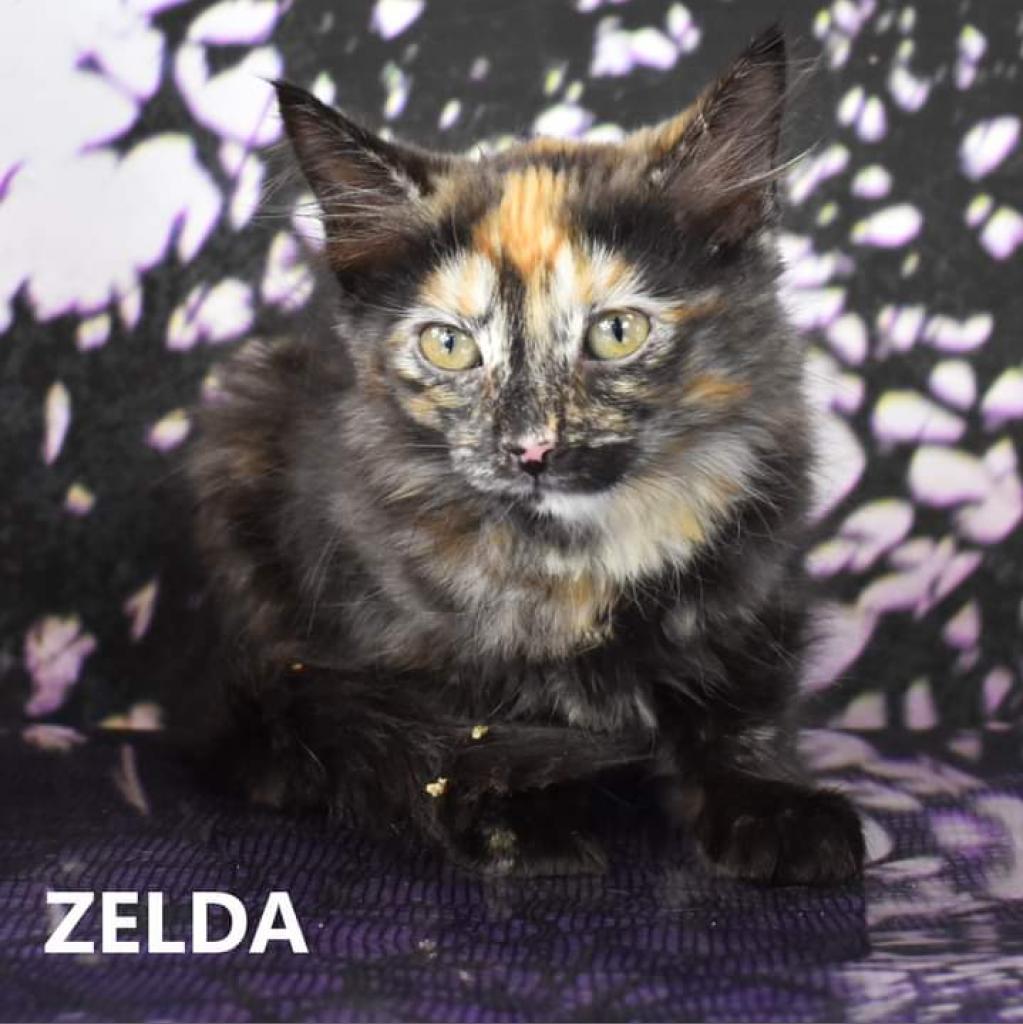 Zelda