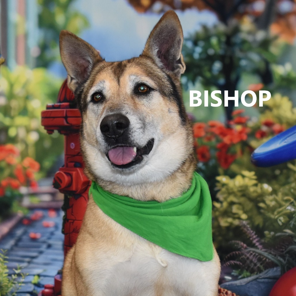 Bishop