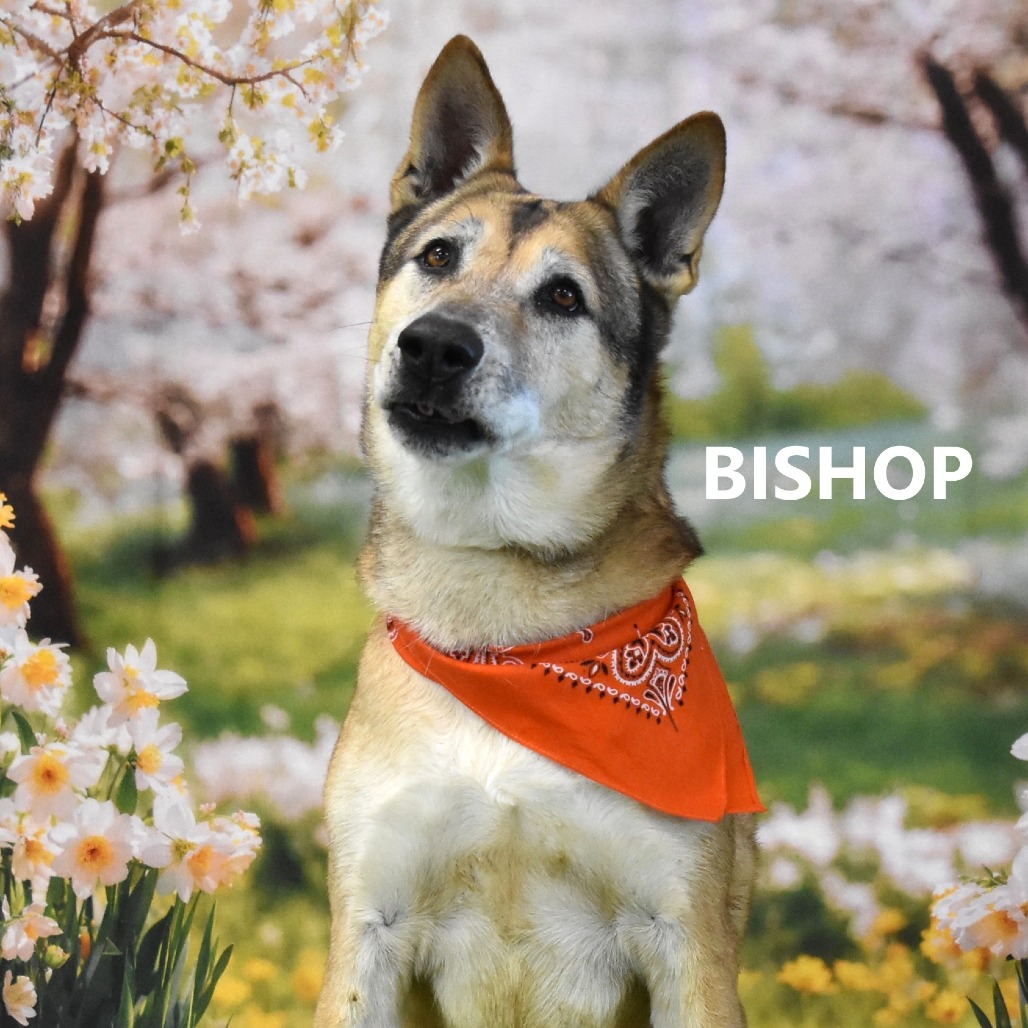 Bishop