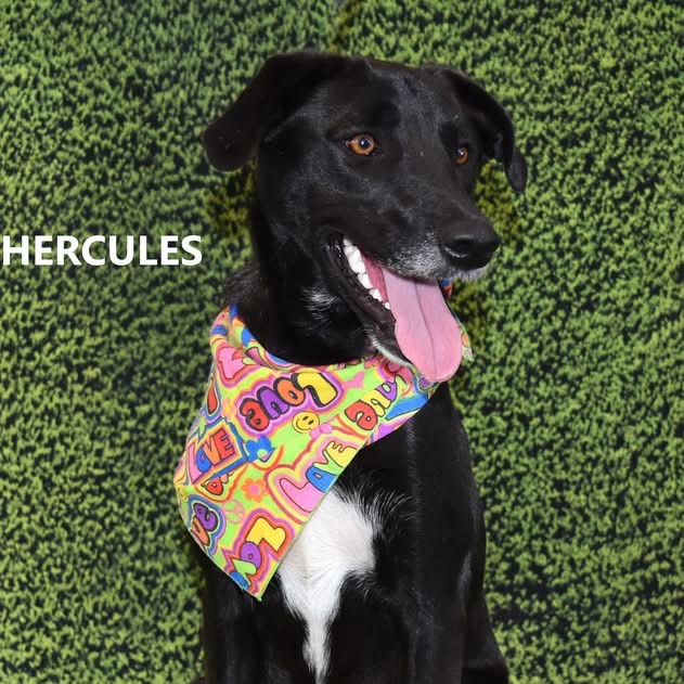 Hercules