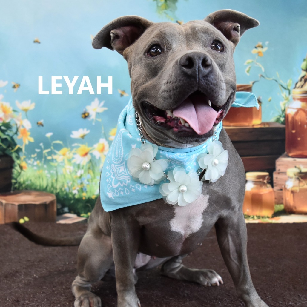 Leyah