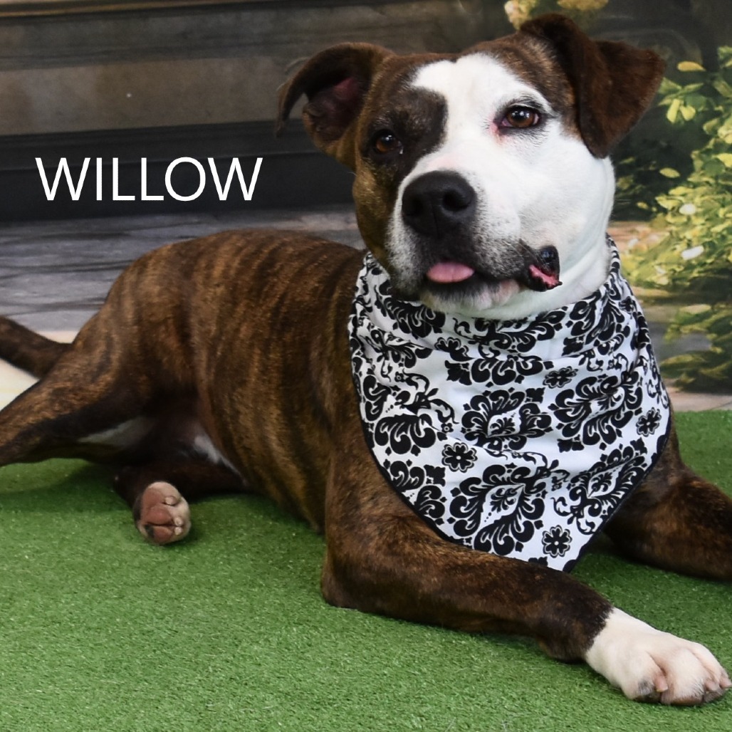 Willow