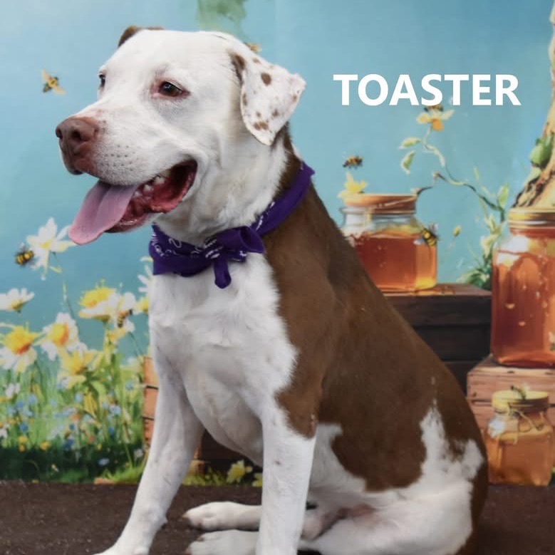 Toaster