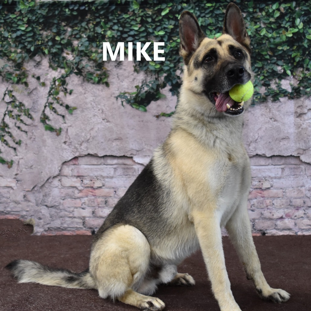 Mike