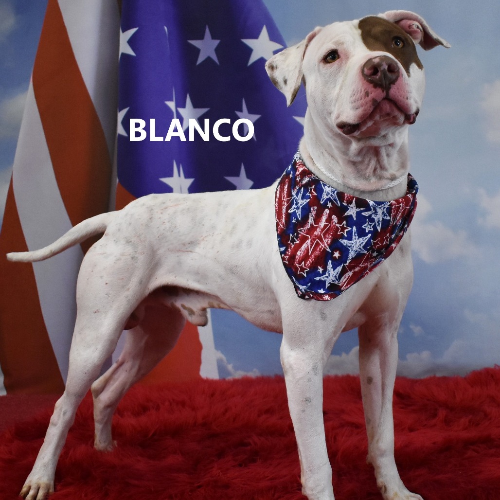 Blanco