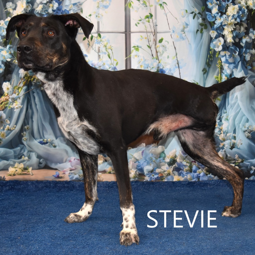Stevie 