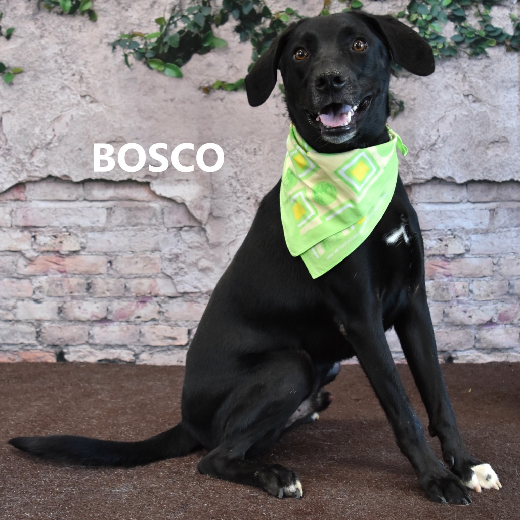 Bosco