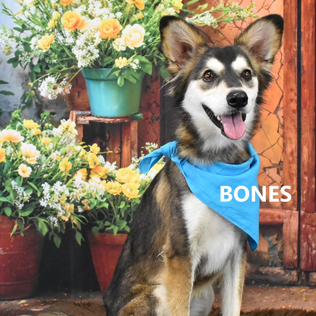 Bones