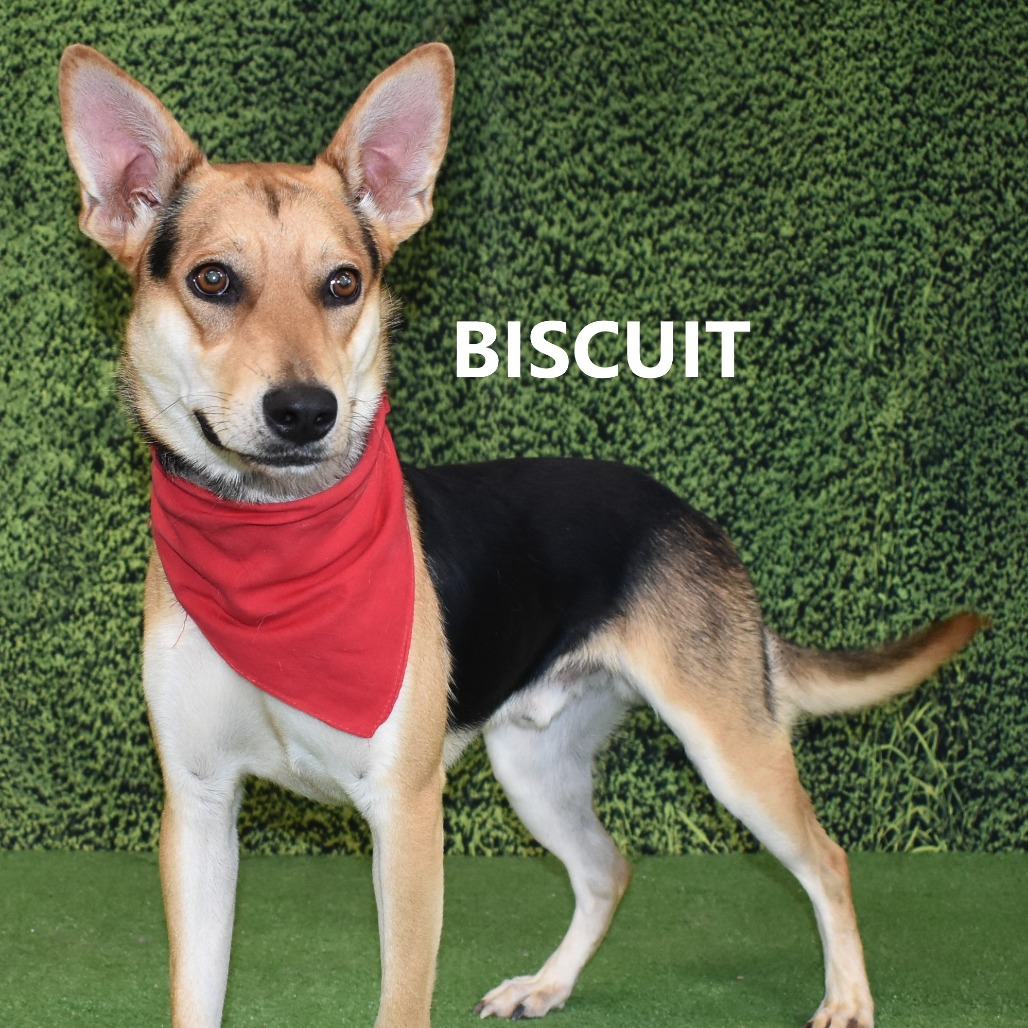 Biscuit 