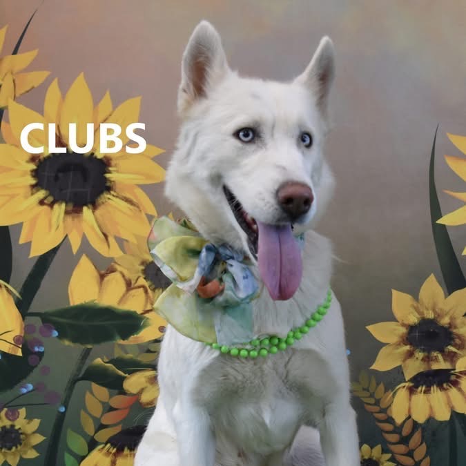 Clubs