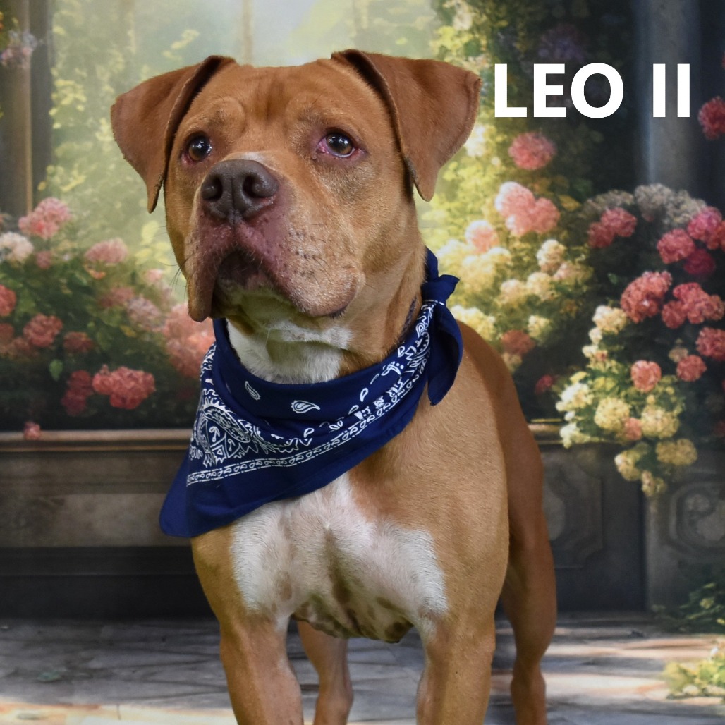 Leo II