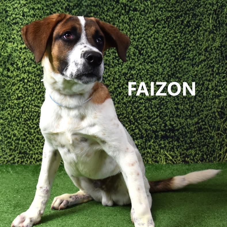 Faizon