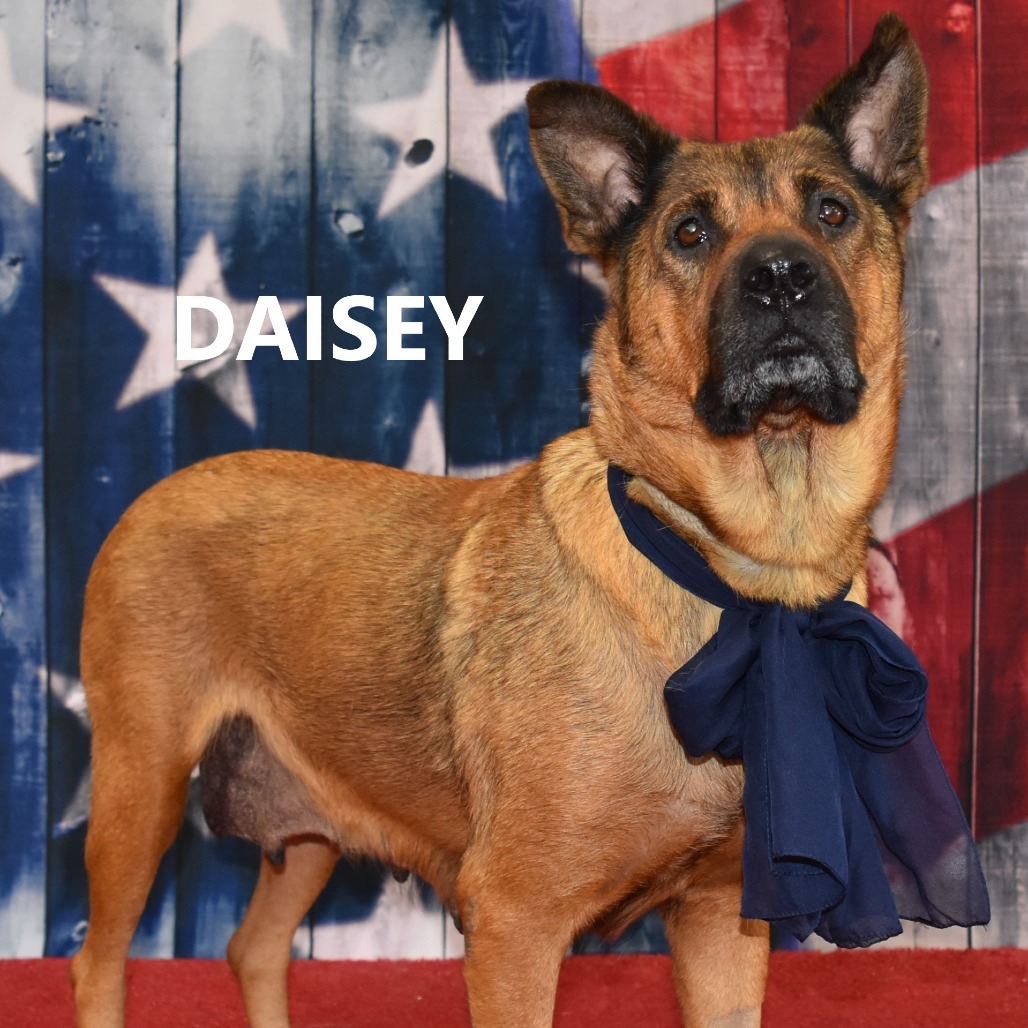 Daisy