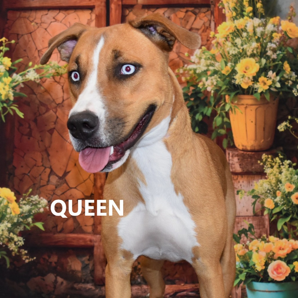 Queen