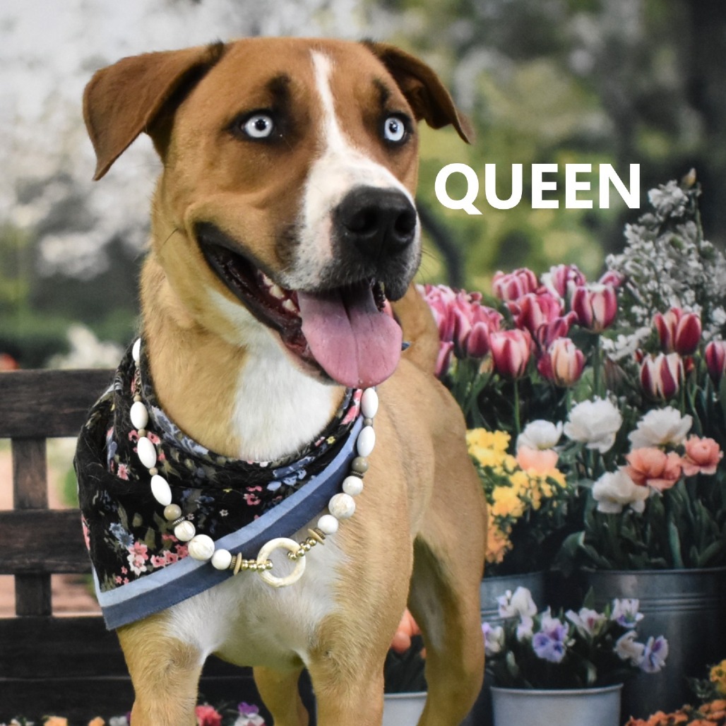 Queen