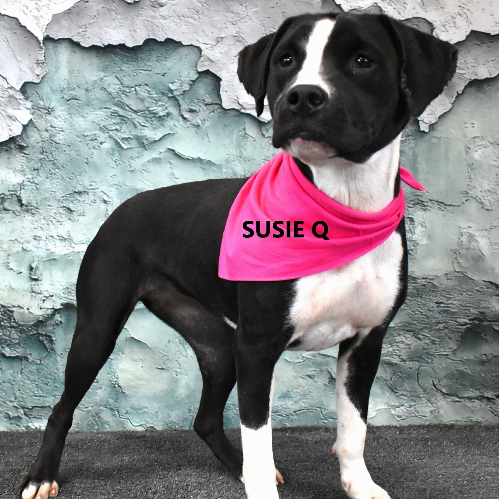 Susie Q