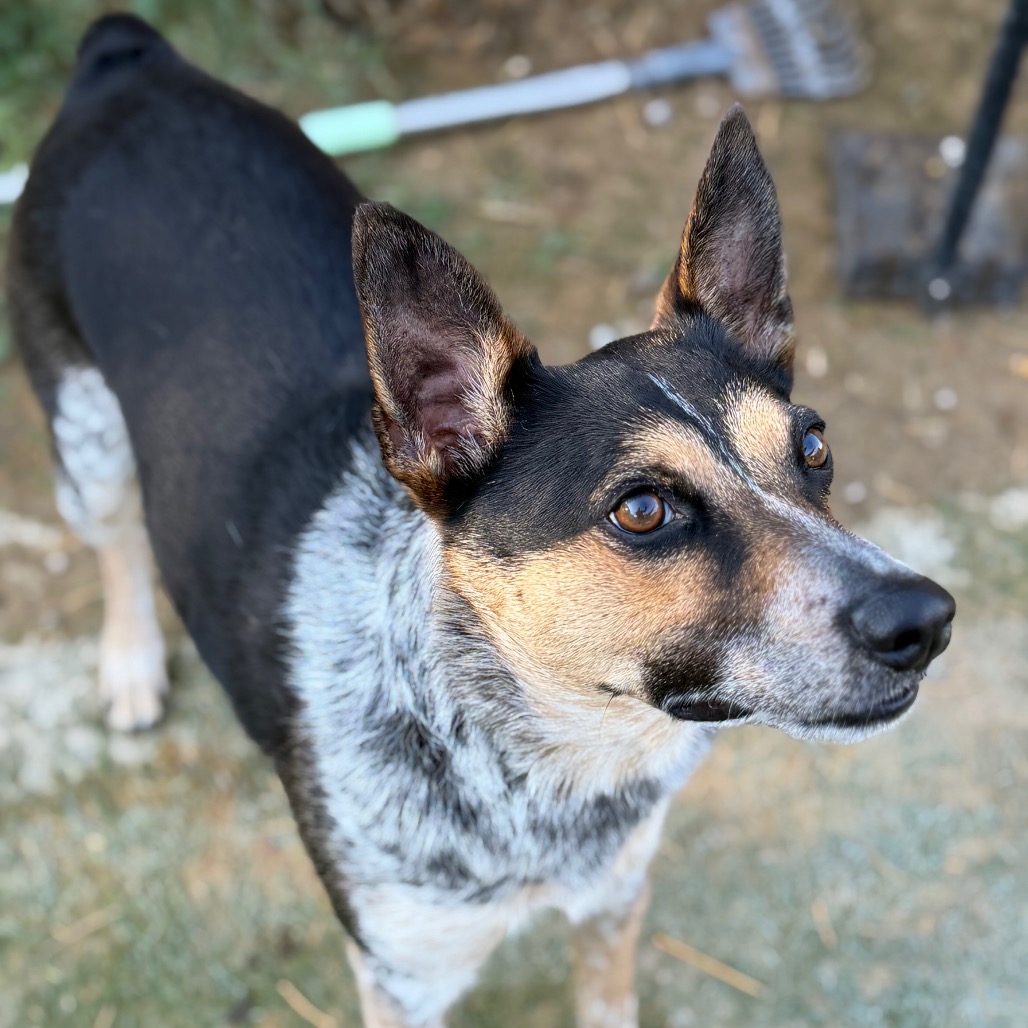 Taz