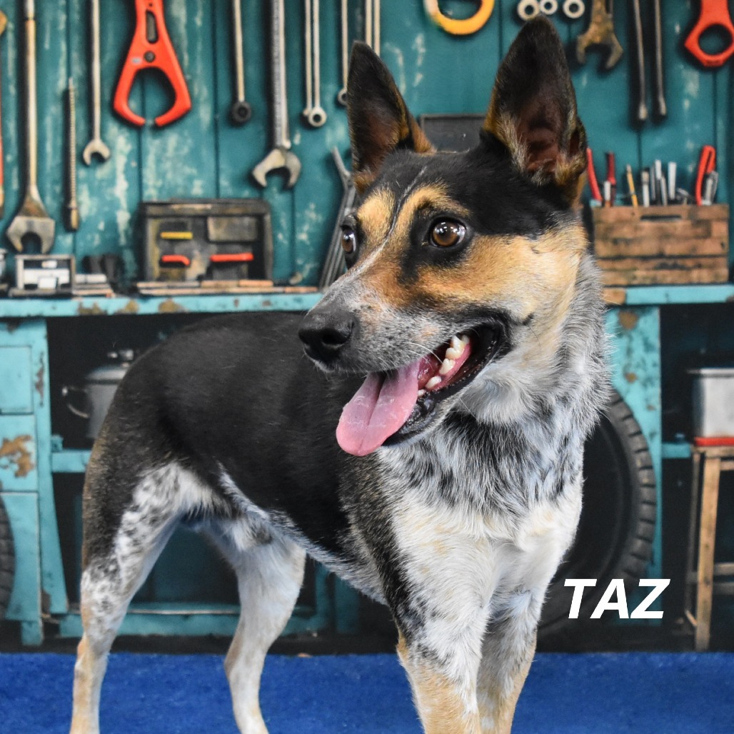 Taz