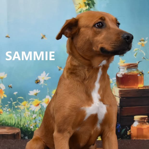 Sammi
