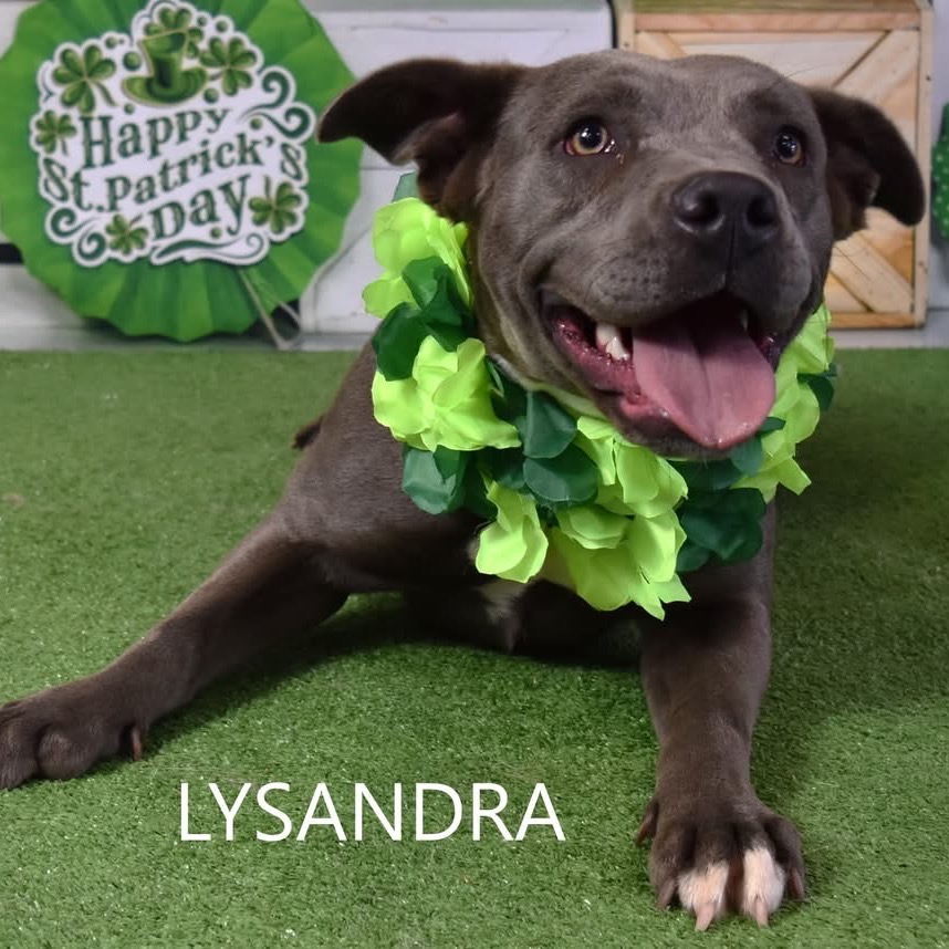 Lysandra