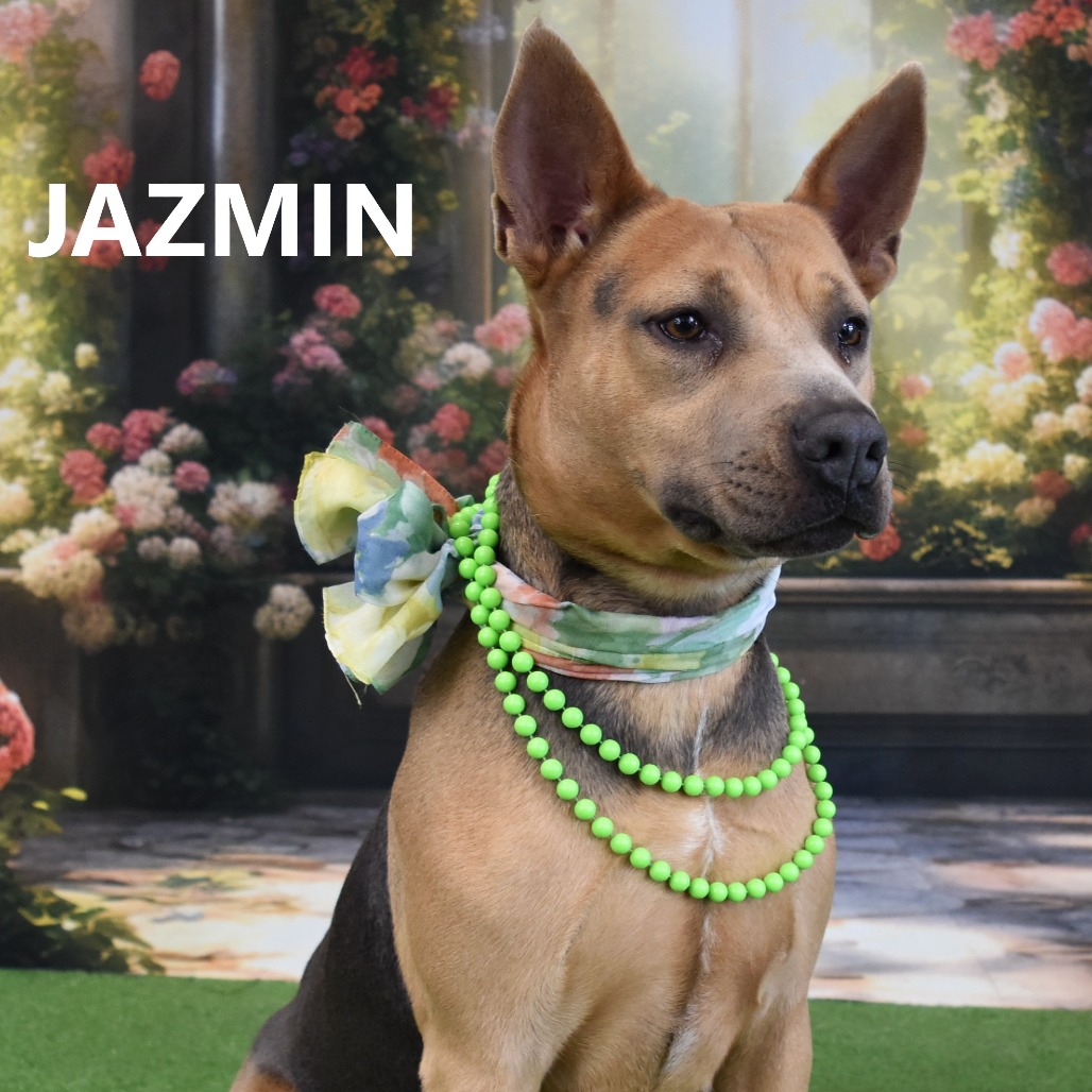 Jazmin
