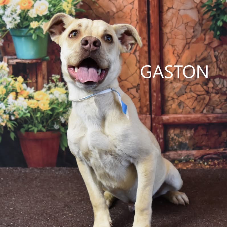 Gaston
