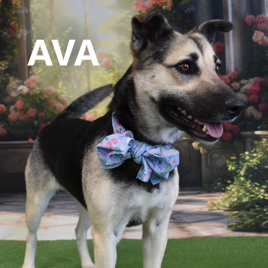 Ava