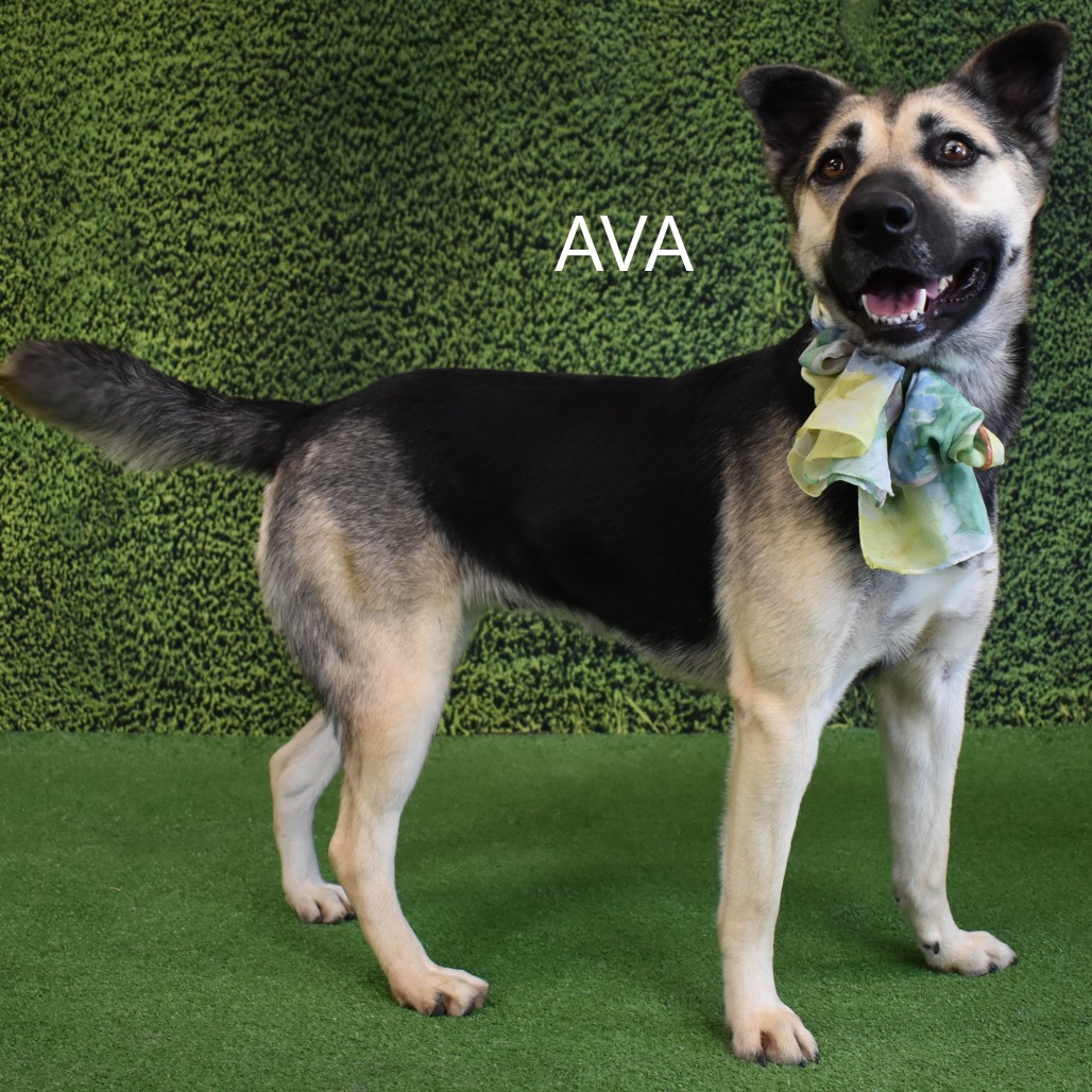 Ava