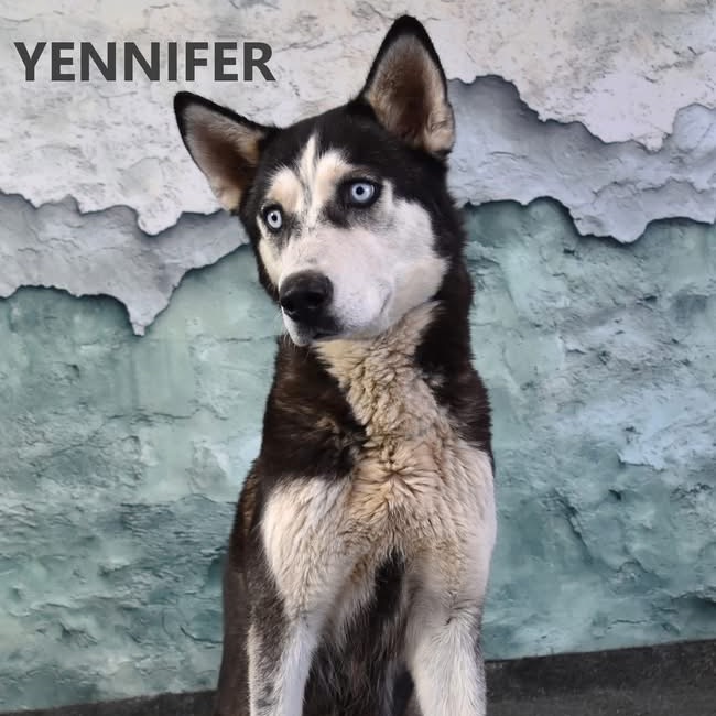 Yennifer 