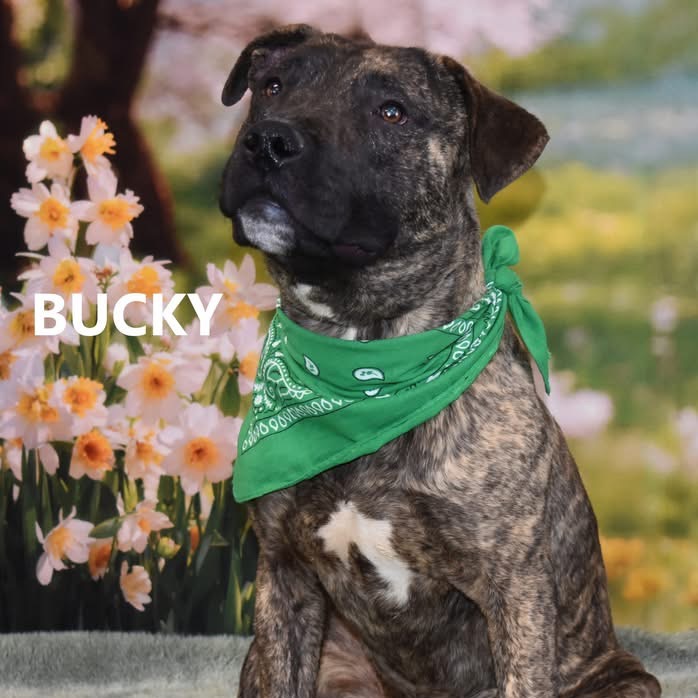 Bucky