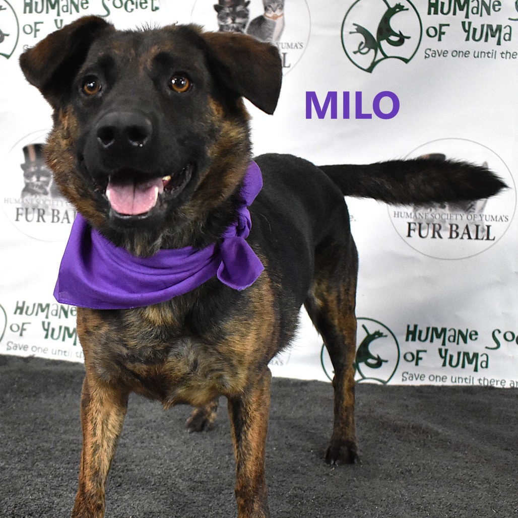 Milo