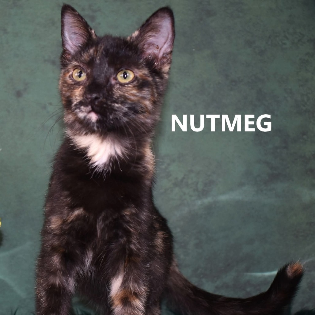 Nutmeg