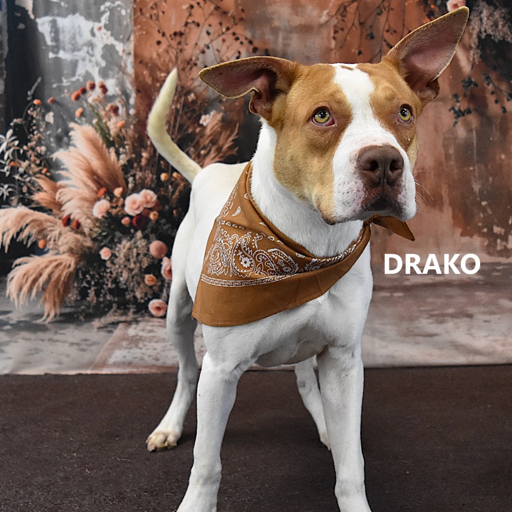 Drako