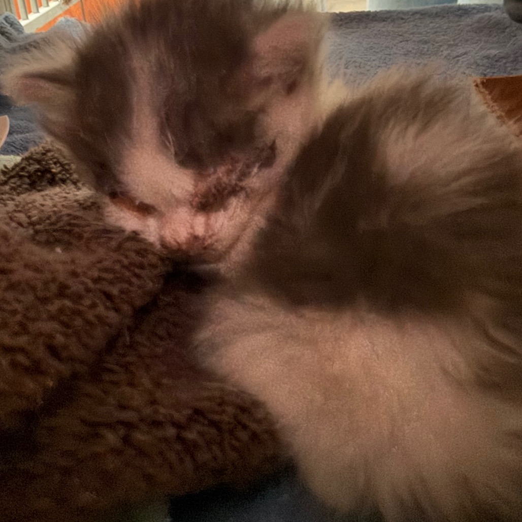 Snowflake (beebee)